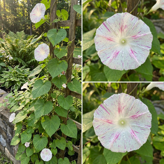 Rose Flaked Shibori – Garden Flower Seeds