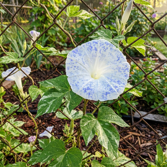 Ocean Mist Japanese – Garden Flower Seeds