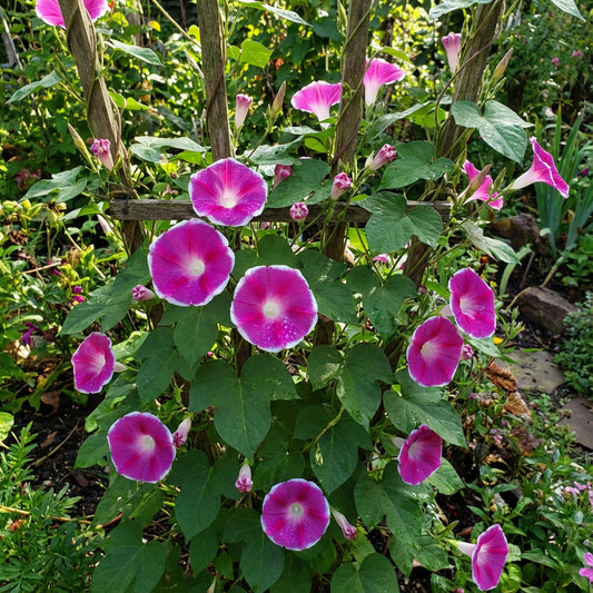Cherry Mountain Japanese – Garden Flower Seeds