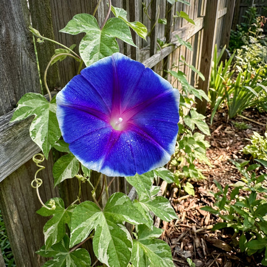Ocean Silk Japanese – Garden Flower Seeds