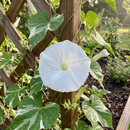 White Mutant Variegated – Garden Flower Seeds