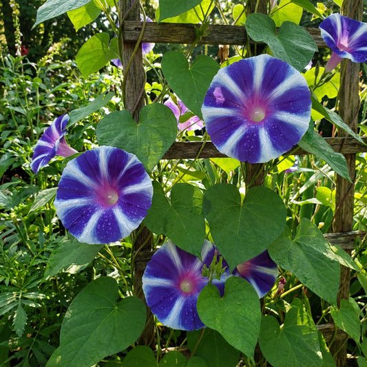 Blue Suede Fuji – Garden Flower Seeds