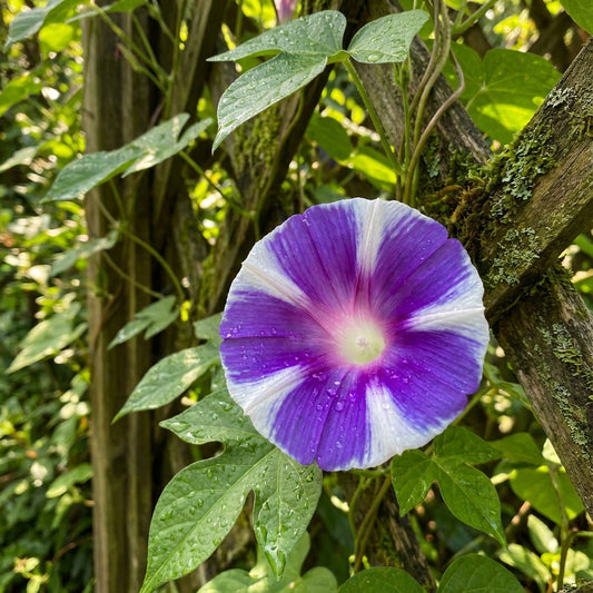 The Iris Of – Garden Flower Seeds