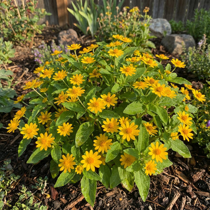 Melampodium Melampodium Divaricatum – Butter Daisy Garden Flower Seeds