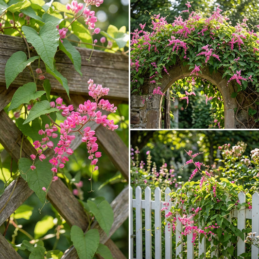 Antigonon Leptopus – Coral Vine Queen’s Wreath Seeds