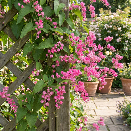 Antigonon Leptopus – Coral Vine Queen’s Wreath Seeds