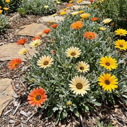 African Daisy Arctotis – Hardy Wildflower Garden Seeds