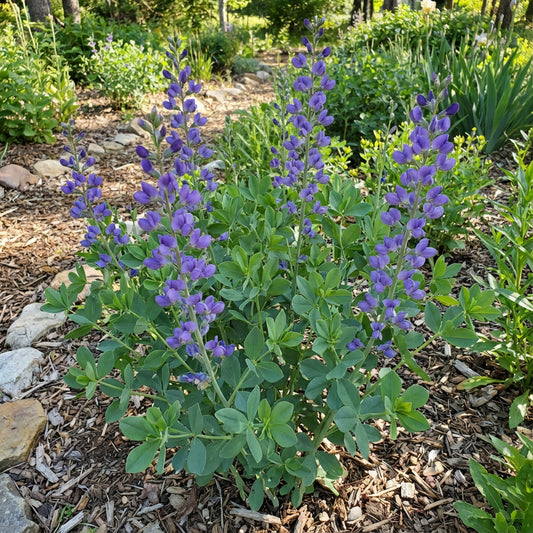 Blue Wild Indigo Baptisia – Hardy Wildflower Garden Seeds