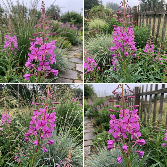Fireweed Chamerion Angustifolium – Hardy Wildflower Seeds