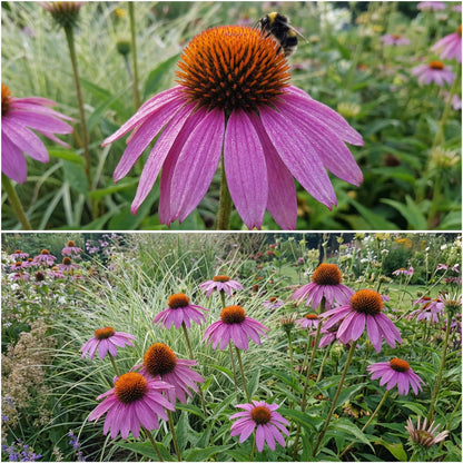 Purple Coneflower Echinacea – Perennial Wildflower Pollinator Seeds