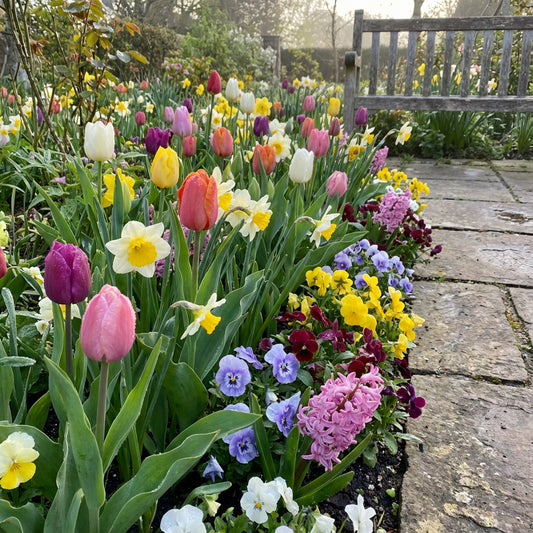 Mixed Flower Seed Pack – Seasonal Garden Flower Seeds