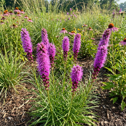 Prairie Blazing Star Liatris Punctata – Perennial Wildflower Seeds