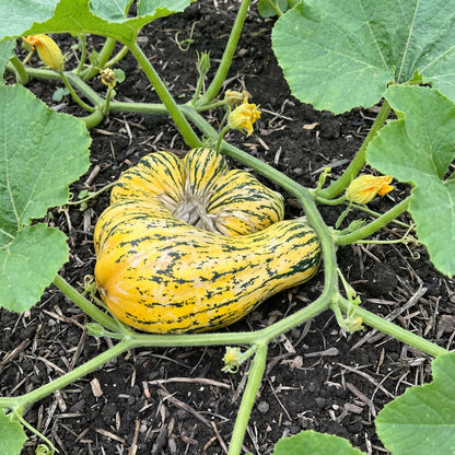 Squash Crookneck Ez – Garden Vegetable Seeds