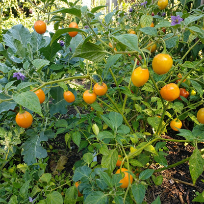 Mixed Rocoto Manzano Chili – Vegetable Garden Seeds