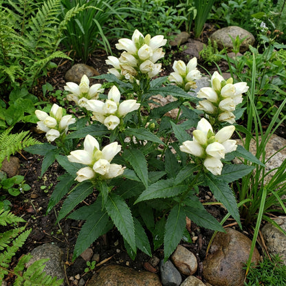 Turtlehead – Hardy Wildflower Garden Seeds
