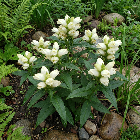 Turtlehead – Hardy Wildflower Garden Seeds