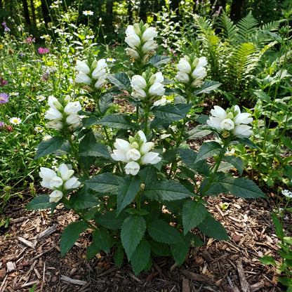 Turtlehead – Hardy Wildflower Garden Seeds