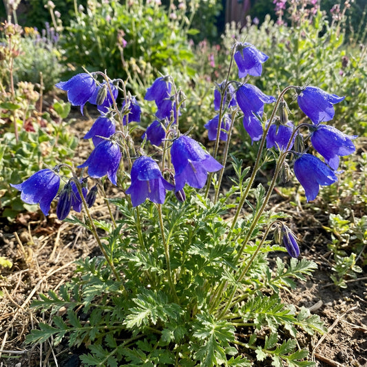 California Bluebell Phacelia Campanularia – Colorful Wildflower Seeds