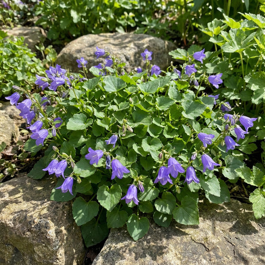 Tussock Bellflower Campanula – Hardy Wildflower Garden Seeds