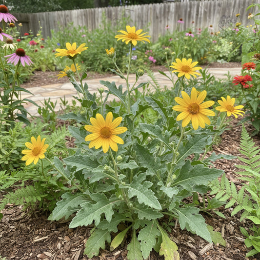 Engelmann Daisy Engelmannia Perennis – Colorful Wildflower Garden Seeds