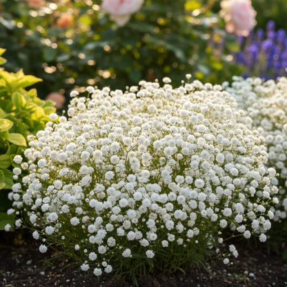 Baby's Breath Gypsophila – Annual Wildflower Garden Seeds