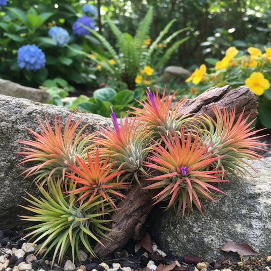 Tillandsia Ionantha – Shy Plant Bromeliad Garden Seeds