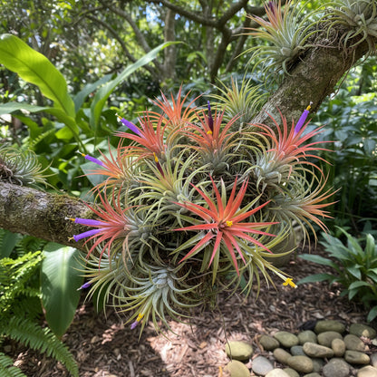 Tillandsia Ionantha – Shy Plant Bromeliad Garden Seeds