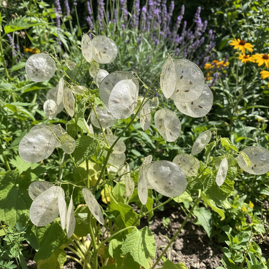 Money Plant Lunaria Annua – Wildflower Garden Seeds