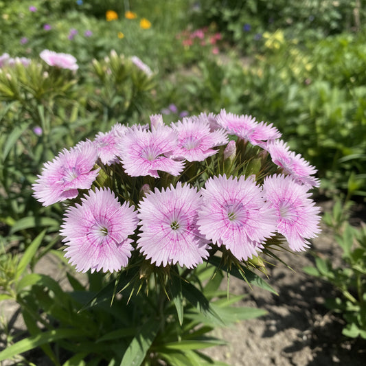 Fringed Pinks Dianthus – Colorful Wildflower Garden Seeds