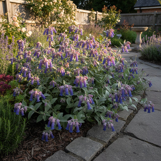 Honeywort Cerinthe Major Purpurascens – Colorful Garden Flower Seeds