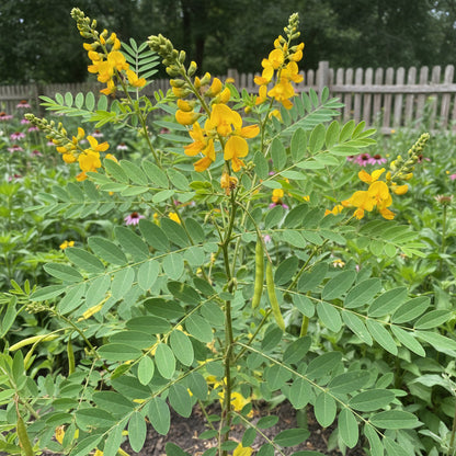 Wild Senna – Hardy Wildflower Garden Seeds