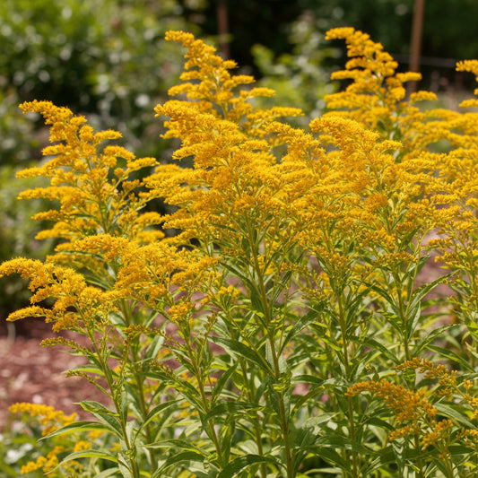 Canada Goldenrod Solidago Canadensis – Hardy Wildflower Garden Seeds