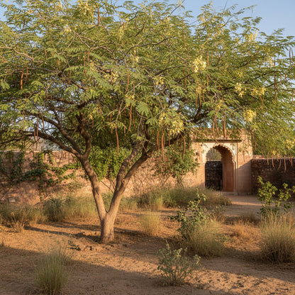 Prosopis Cineraria – Khejri Tree Garden Seeds