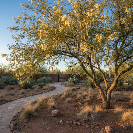 Prosopis Cineraria – Khejri Tree Garden Seeds
