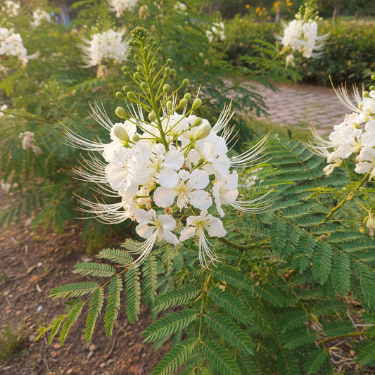 Caesalpinia Pulcherrima White – Ornamental Shrub Tree Seeds