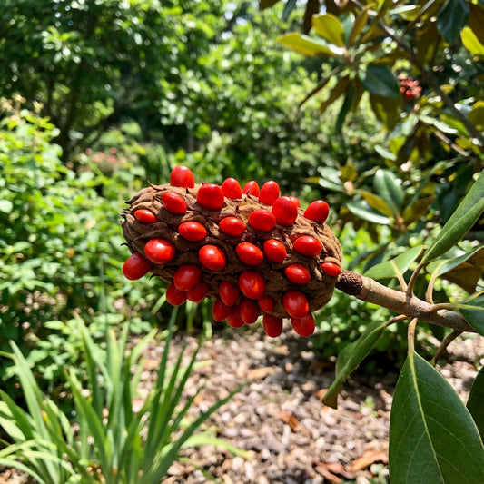 Magnolia Pods – Flower Seeds