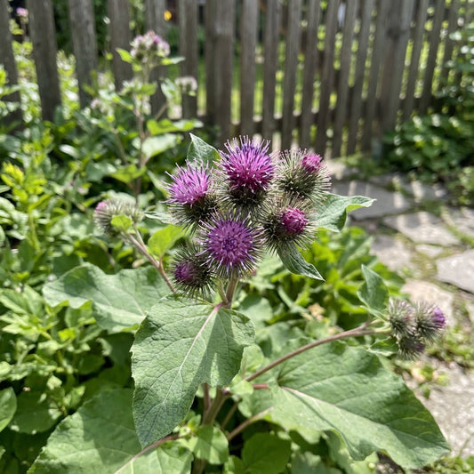 Burdock – Flower Seeds