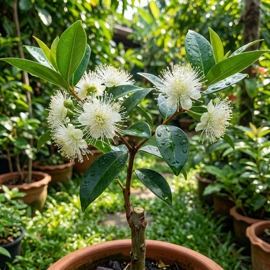 Grafteed Syzygium Aqueum Bajang – Flower Seeds