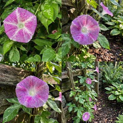Pink Shroud Japanese – Garden Flower Seeds