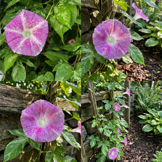 Pink Shroud Japanese – Garden Flower Seeds