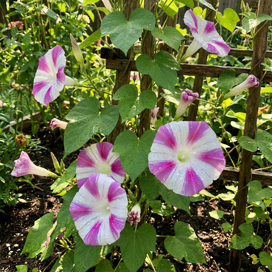 Pinkstreaks Japanese Morning – Garden Flower Seeds