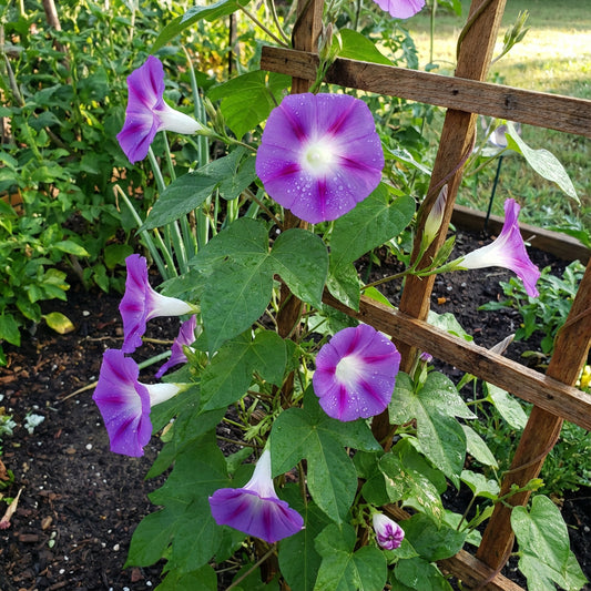Chiaki Blast Japanese – Garden Flower Seeds