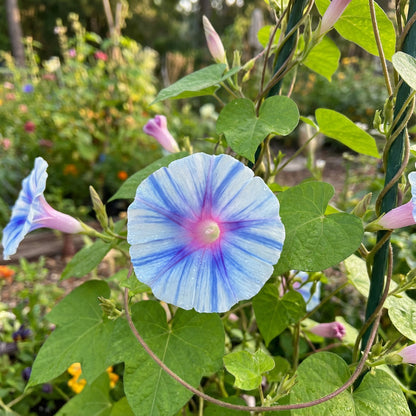 Sea Of Tranquility – Garden Flower Seeds