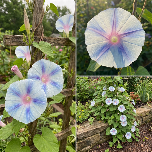 Sea Of Tranquility – Garden Flower Seeds