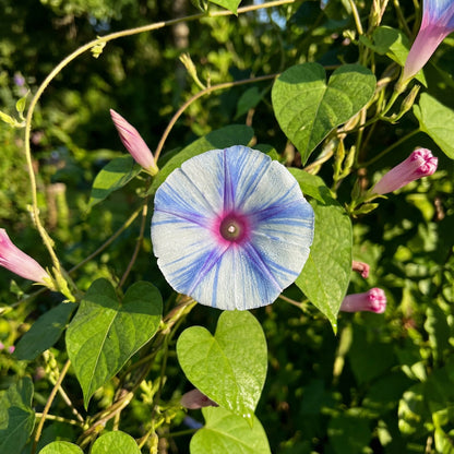 Sea Of Tranquility – Garden Flower Seeds