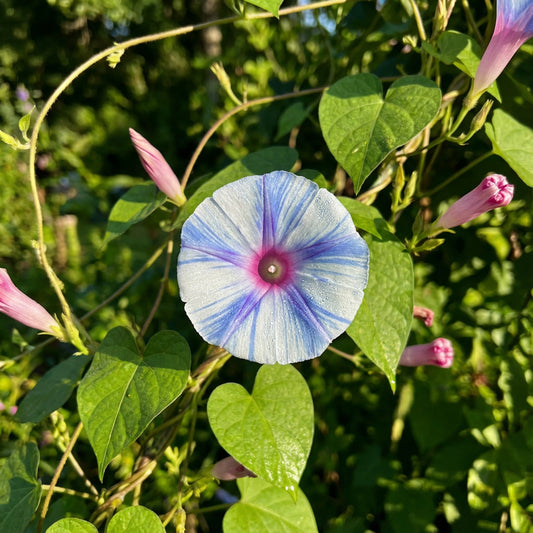 Sea Of Tranquility – Garden Flower Seeds