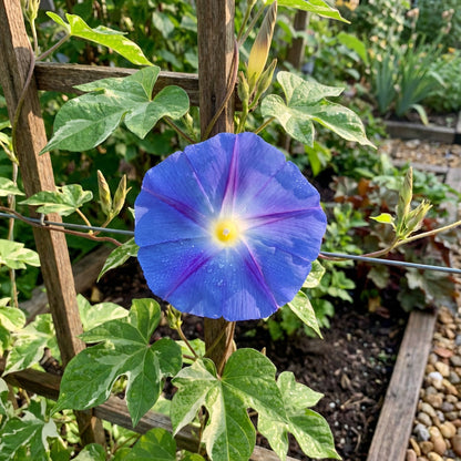 Blue Tutu Japanese – Garden Flower Seeds