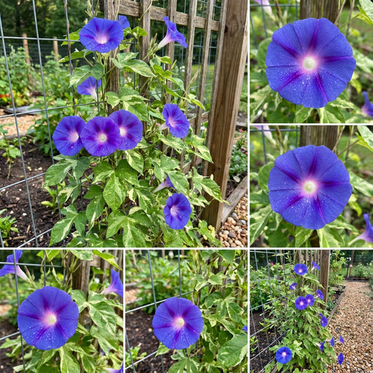 Blue Tutu Japanese – Garden Flower Seeds