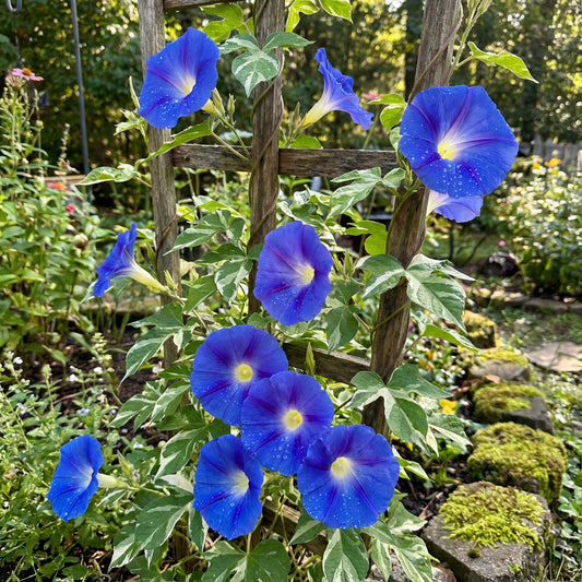 Blue Tutu Japanese – Garden Flower Seeds