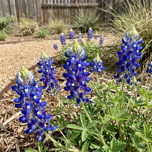 Texas Bluebonnet Lupinus Texensis – Wildflower Garden Seeds